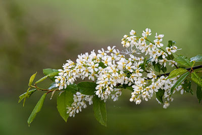 Close-up of white flowering plant