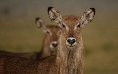 Close-up portrait of deer