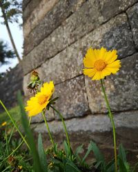 Close-up of yellow flowering plant