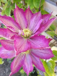 Close-up of pink flower blooming outdoors