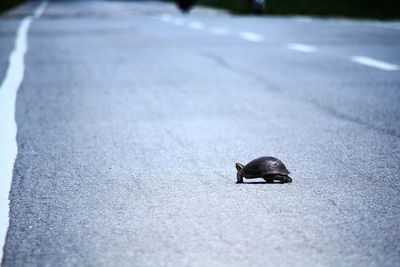 High angle view of turtle crawling on road