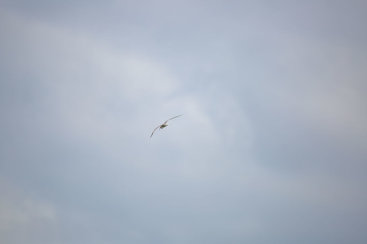 LOW ANGLE VIEW OF BIRD FLYING