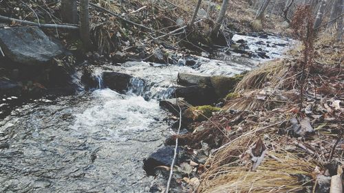 Scenic view of waterfall in forest