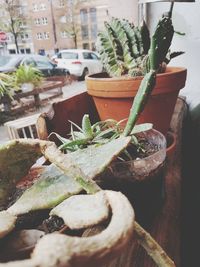 Close-up of potted plant on table