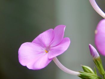 Close-up of pink flower