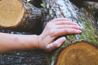 Cropped hand of man holding plant