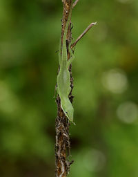 Close-up of insect on plant