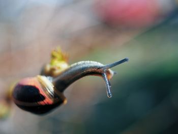 Close-up of snail on plant