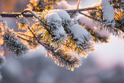 Close-up of frozen tree during winter