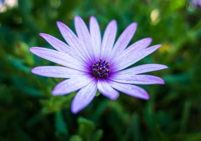 Close-up of purple flower