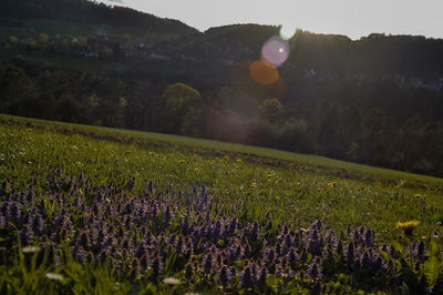 Scenic view of lavender field against sky