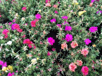 Pink flowers blooming on field