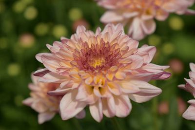 Close-up of flower blooming outdoors