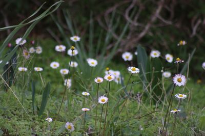 Close-up of flowers blooming in field