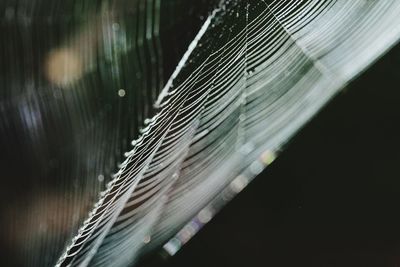 Close up of plant against blurred background