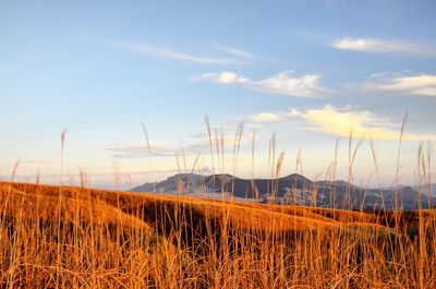 Agricultural field against sky