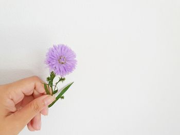 Close-up of hand holding purple flower against white background