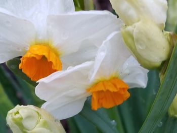 Close-up of yellow flower blooming outdoors