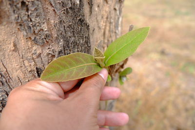 Close-up of hand holding leaves