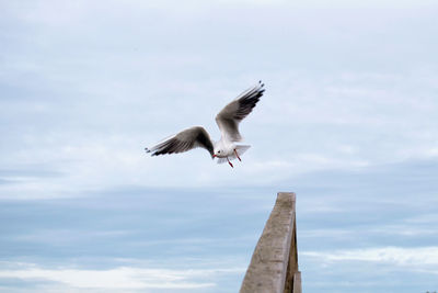 Low angle view of seagull flying