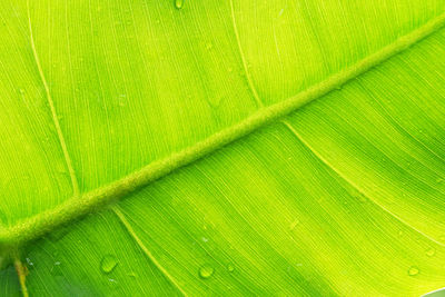 Macro image closed up texture back of leaf with water droplets