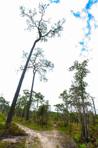 Low angle view of trees in forest against sky