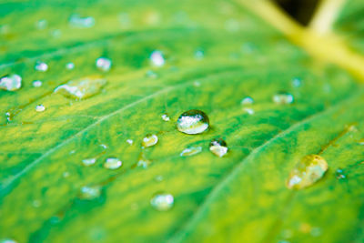 Close-up of water drops on leaf