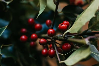 Christmas holly red berries. ilex aquifolium backgound. close-up of red berries growing on tree