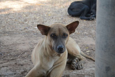 Portrait of dog sitting on land