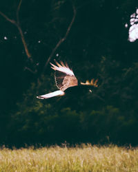 Close-up of eagle flying against sky