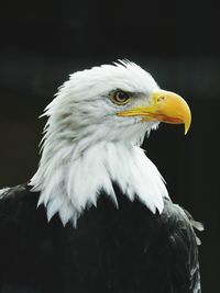 Close-up of a white bird