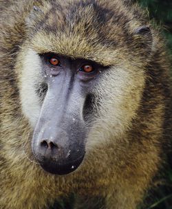 Close-up portrait of black labrador