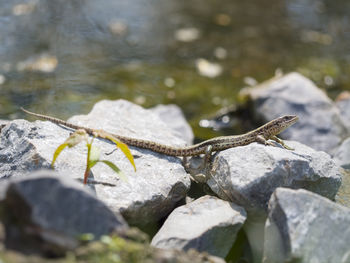 Close-up of lizard on rock