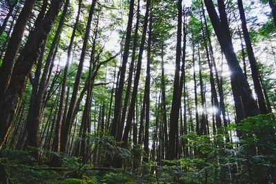 Low angle view of bamboo trees in forest