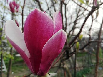 Close-up of pink flower blooming outdoors