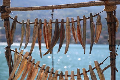 Low angle view of fish hanging on clothesline