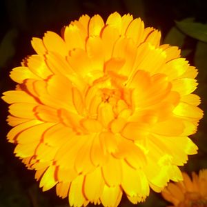 Close-up of yellow flower