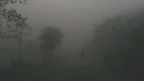 Silhouette trees on field against sky during foggy weather