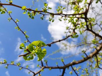 Low angle view of cherry blossoms in spring