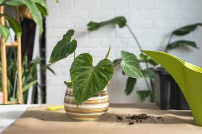 Close-up of potted plant on table