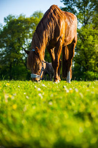 Elephant grazing in a grass