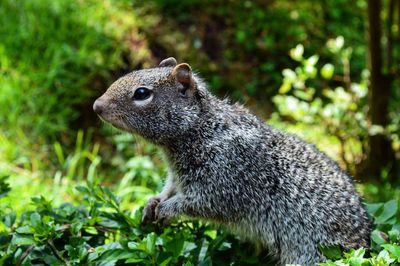 Close-up of squirrel