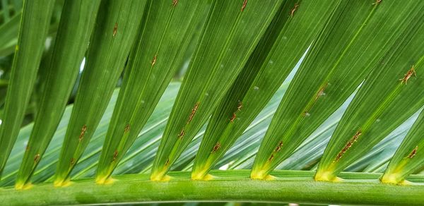 Full frame shot of palm tree