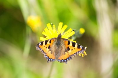 Close-up of butterfly pollinating on yellow flower