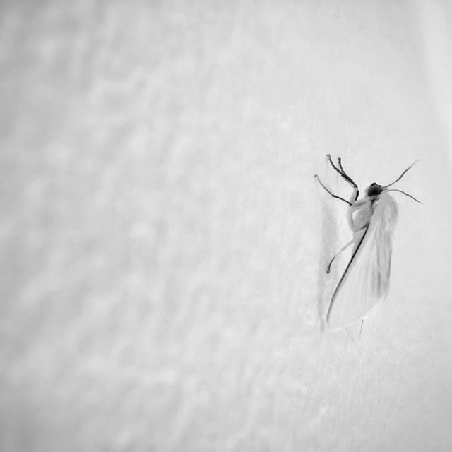 one animal, animal themes, insect, animals in the wild, wildlife, close-up, flying, nature, focus on foreground, day, wall - building feature, no people, full length, animal wing, outdoors, selective focus, dragonfly, copy space, mid-air, spread wings