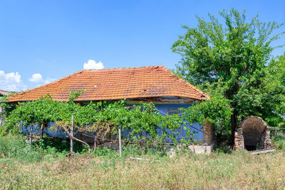 Plants and trees by building against blue sky