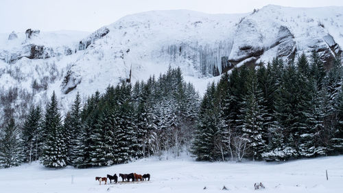 Snow covered mountain against sky