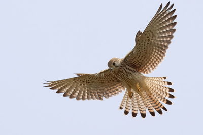 Low angle view of bird flying against clear sky