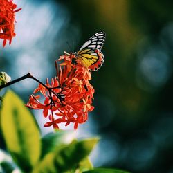 Close-up of butterfly pollinating on flower