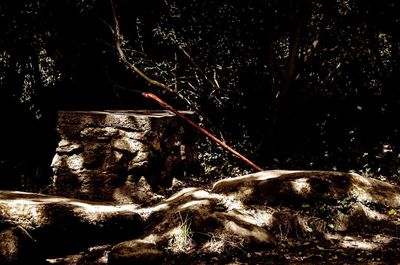 Firework display over trees in forest
